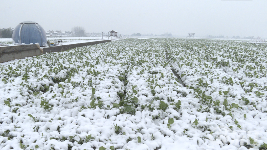 防范雨雪冰冻灾害 农技人员深入田间开展指导