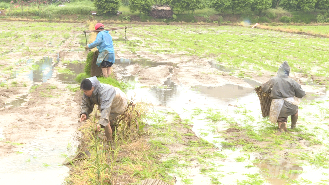 连续降雨难挡春耕 沅江市保民农机专业合作社抢抓农时助力生产