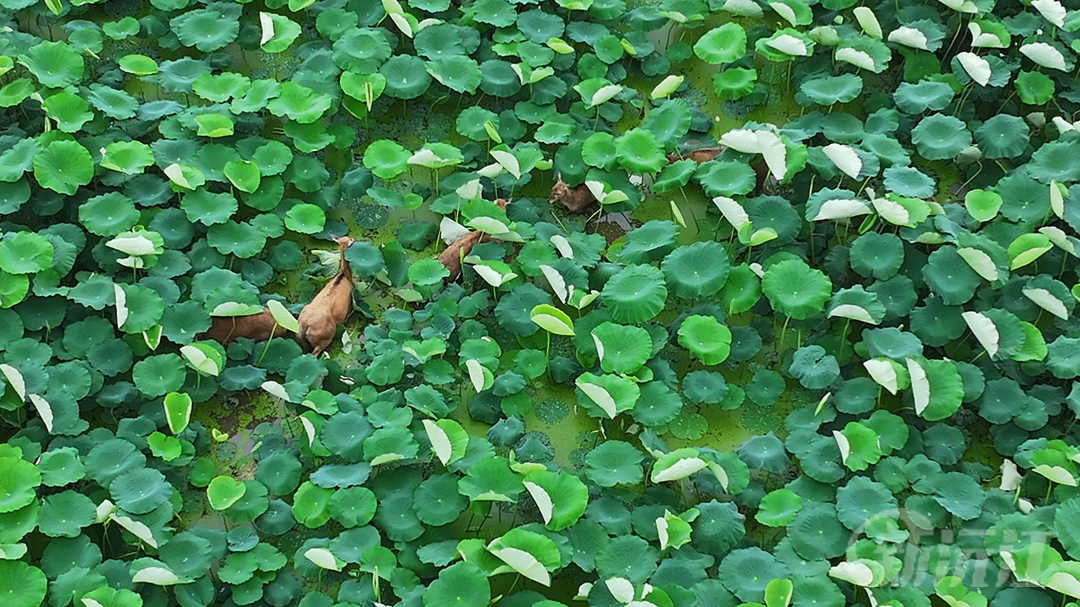 益陽沅江：避洪水 麋鹿上岸 受圍困 群眾救助