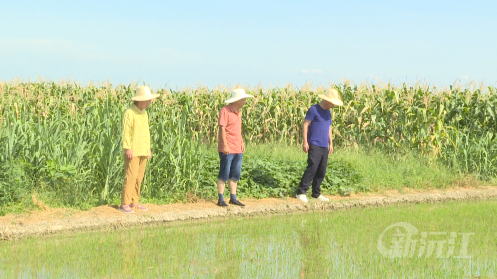 開閘放水！抗旱保夏種