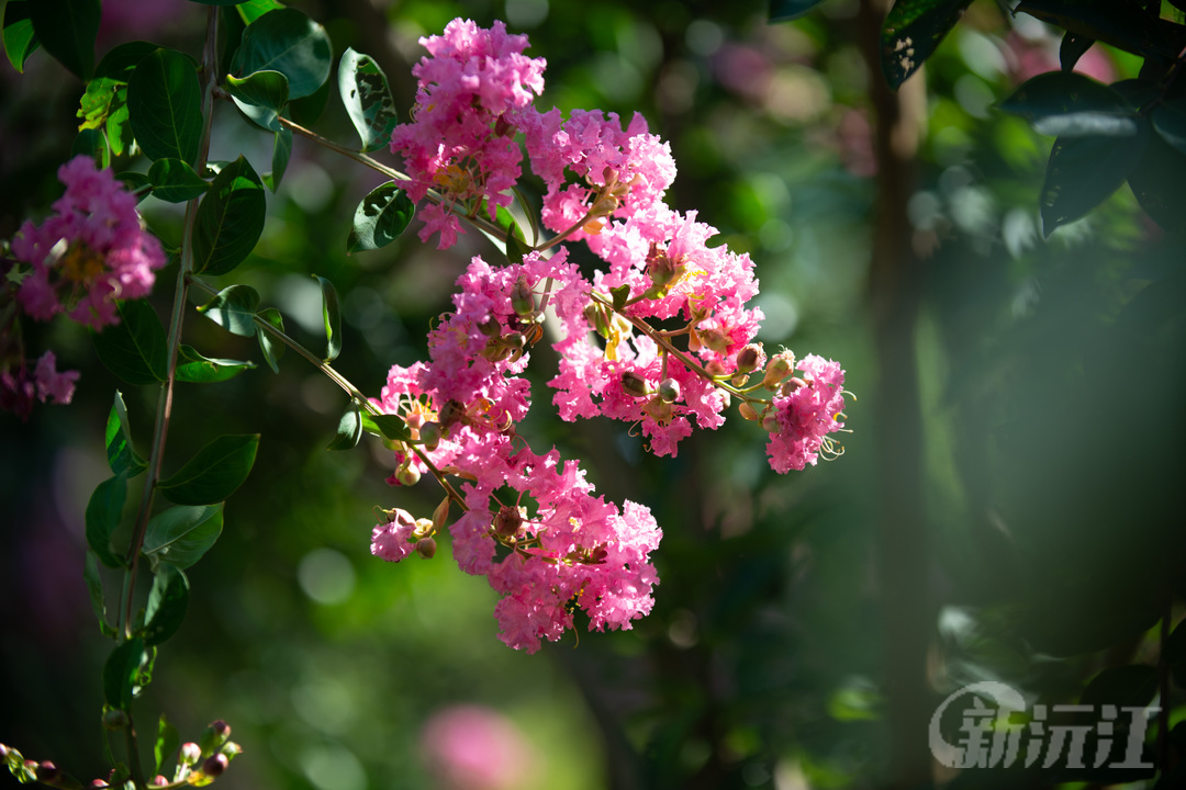 組圖丨紫薇馥郁蓼葉湖，秋初芳華韻沅江