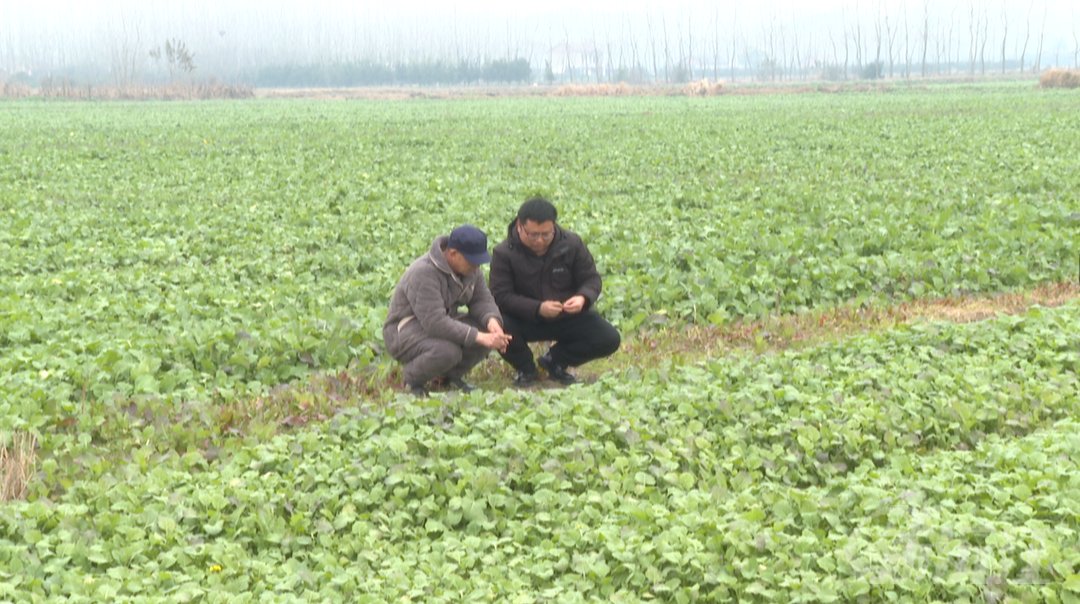 農(nóng)技人員加強(qiáng)田間指導(dǎo) 助力油菜防寒抗凍迎豐收