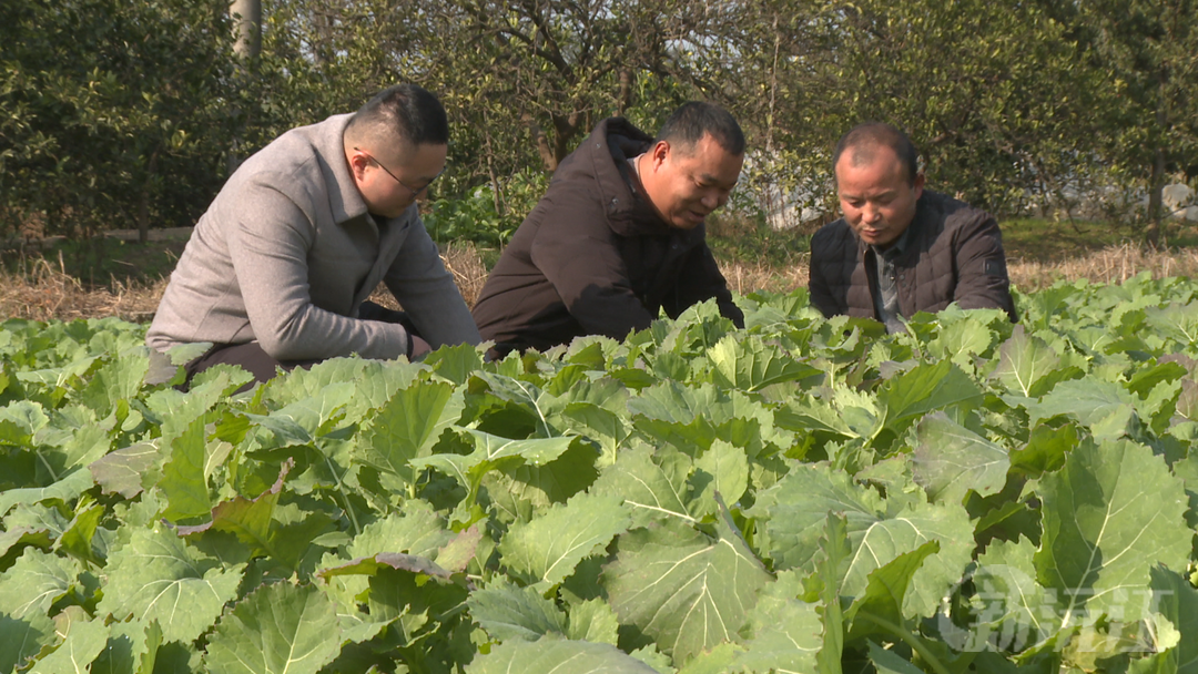 为冬油菜“看诊”！胭脂湖农技人员下沉田间支招