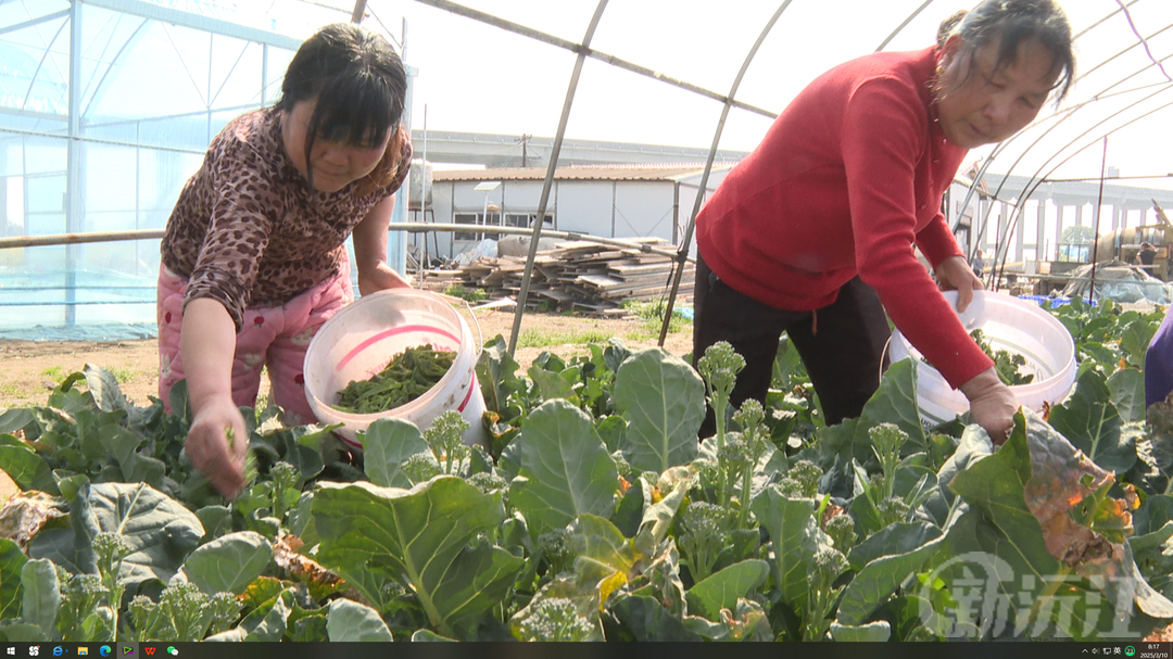 草尾镇胜天村西兰苔种植基地喜获丰收，助力乡村振兴