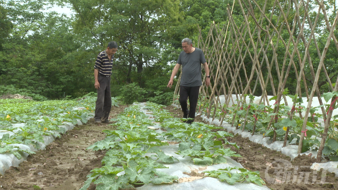 白泥湖村“小田精种”，铺就乡村振兴新路径
