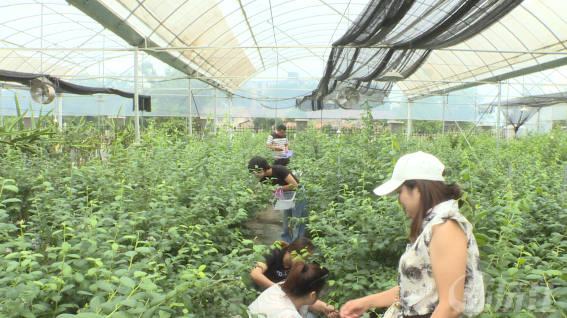 桃李天下蓝莓飘香 农旅融合引客来游
