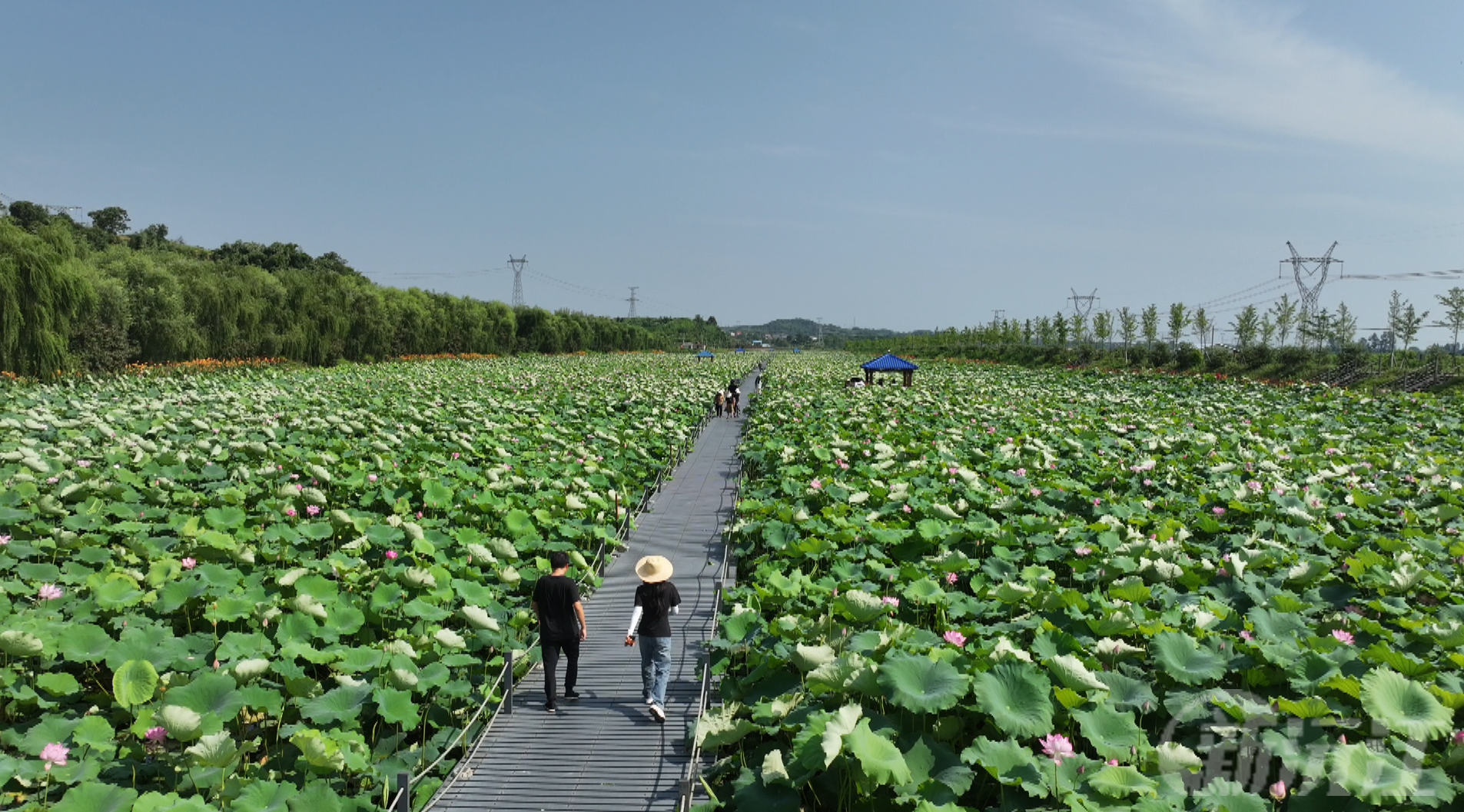 “珍珠塘”蝶變荷花海，游客踏香重溫青春之歌