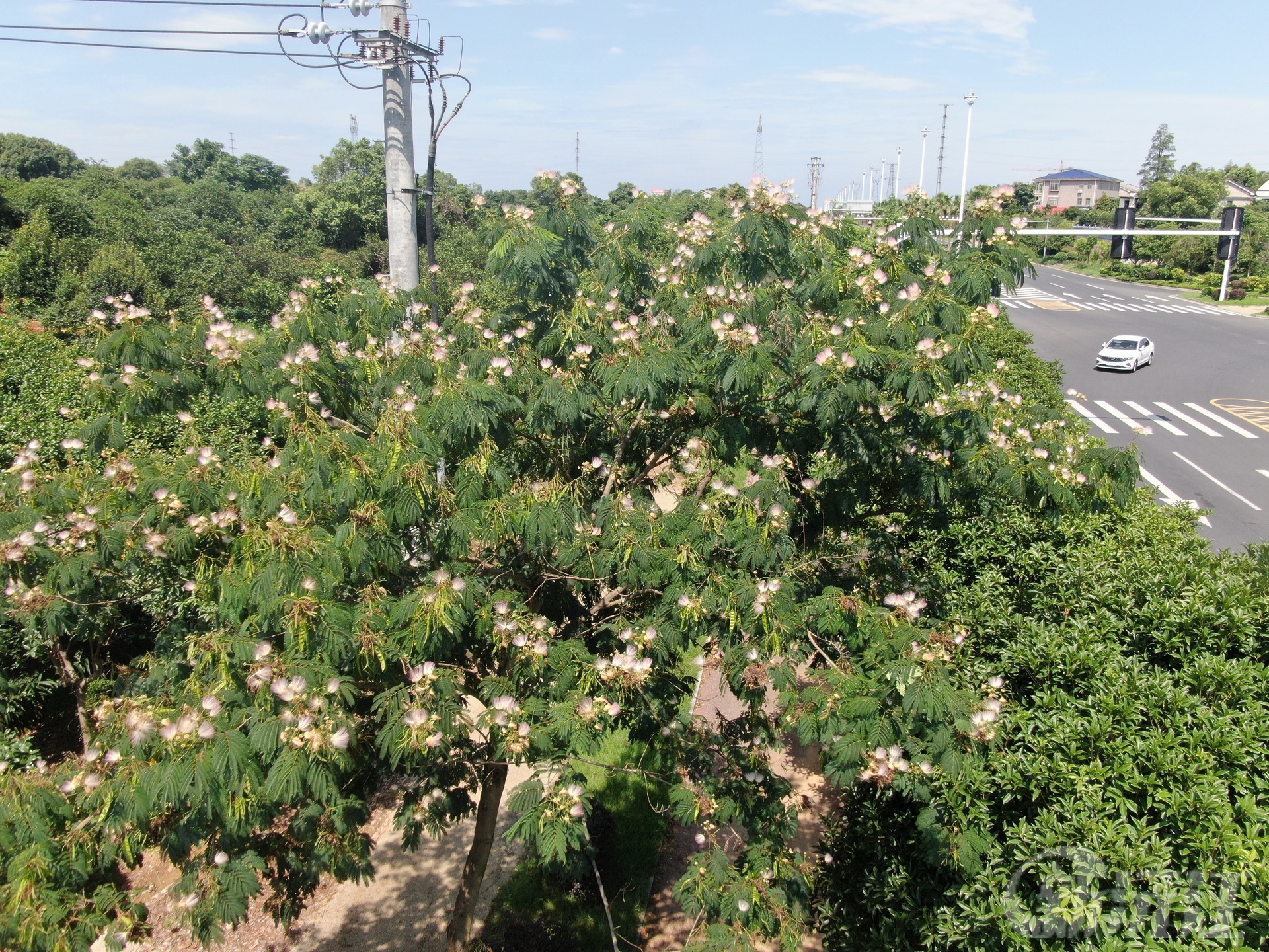 沅江市：合歡花綻放繪美景 產(chǎn)業(yè)通途促發(fā)展