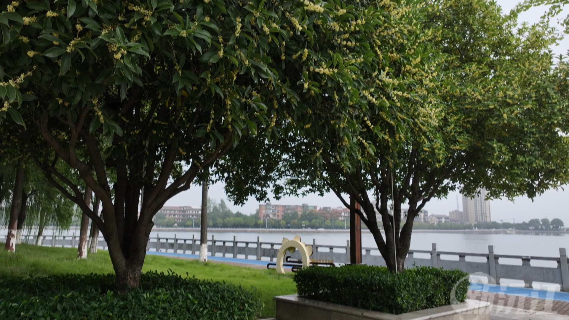 桂香漫水城 沅江秋日限定美景上线