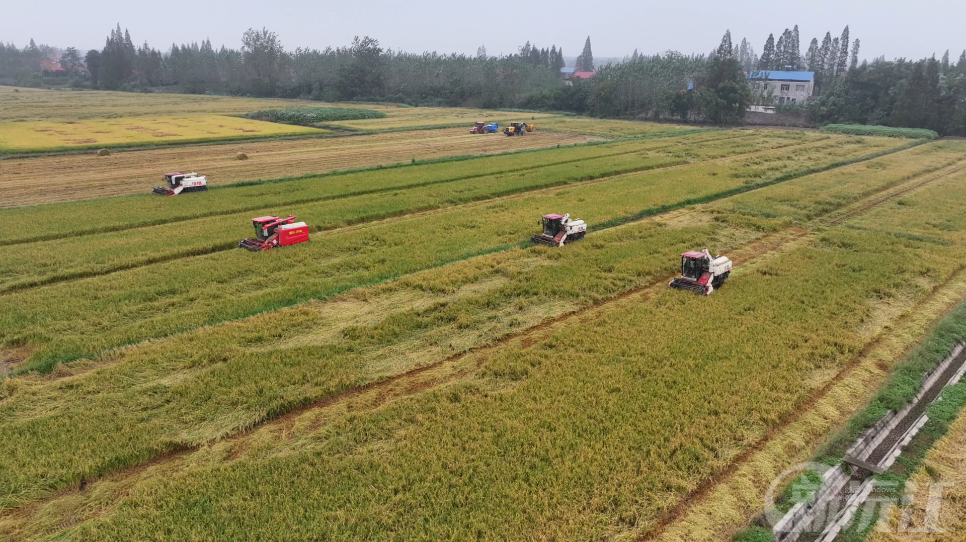 沅江全力推进晚稻收割 科技助力秋粮丰产丰收