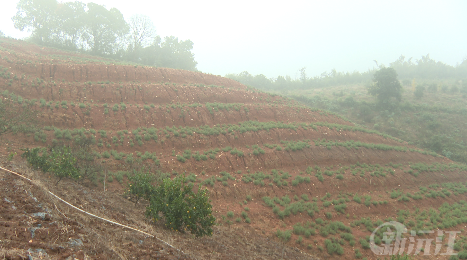 赤山岛迷迭香飘香 特色种植铺就致富路