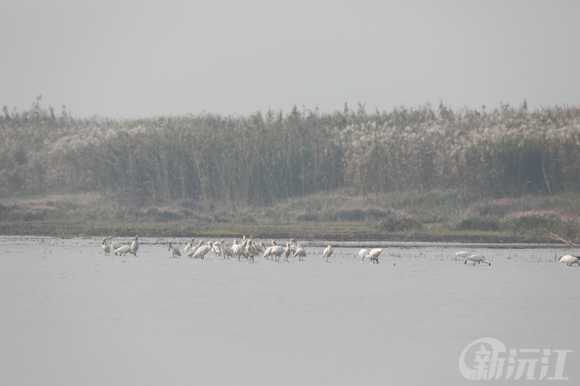 湖南沅江：南洞庭湖迎来首批“观光”候鸟