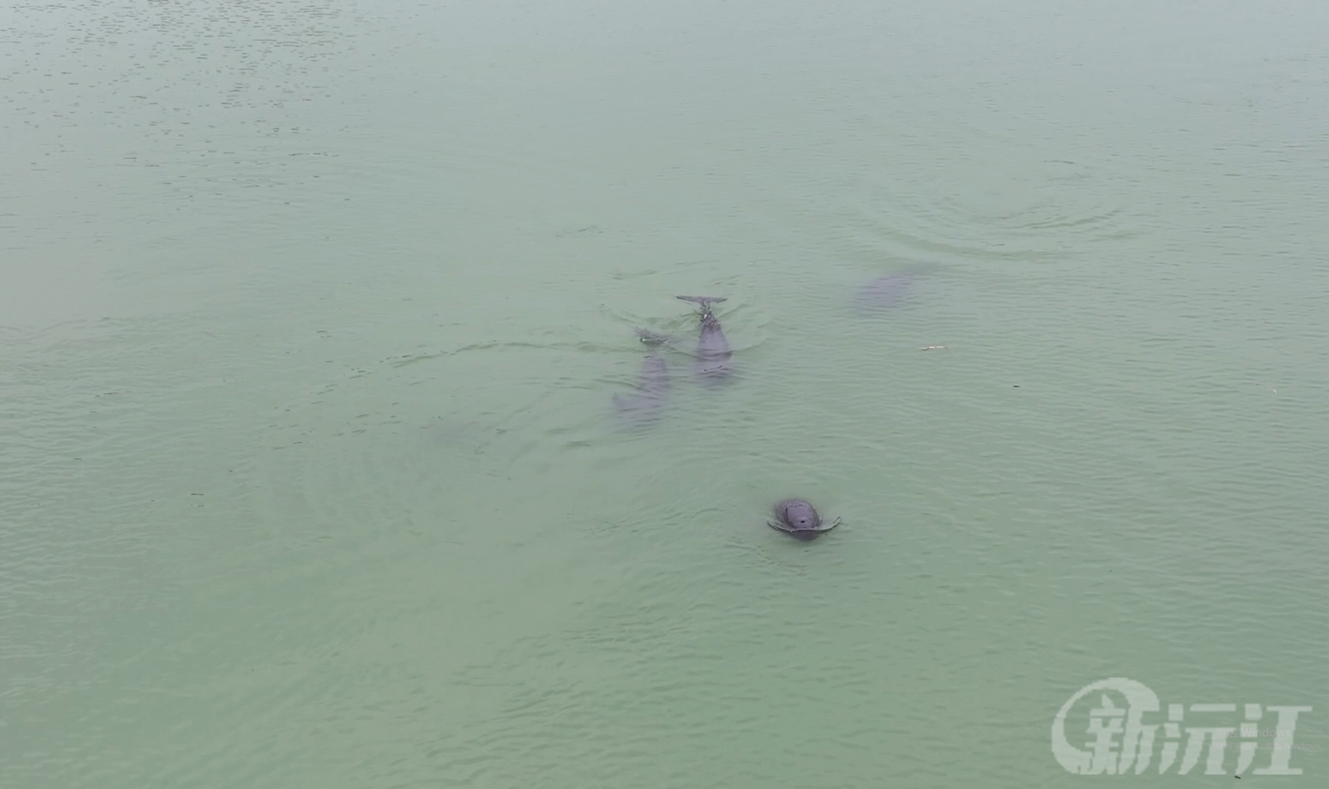 湖南沅江：12只江豚“秋游”南洞庭湖