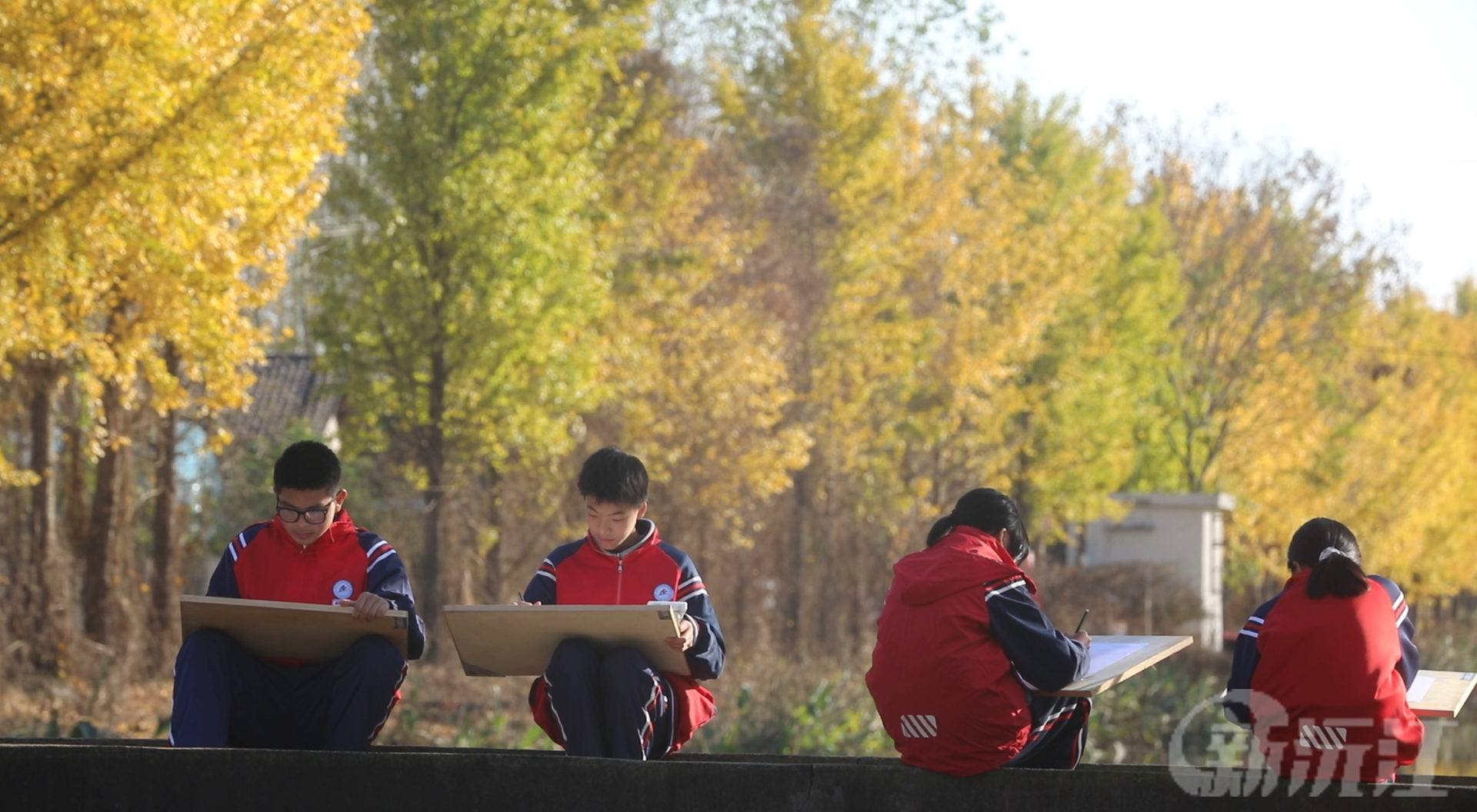 湖南沅江：银杏披金带甲 游客尽享冬日美好