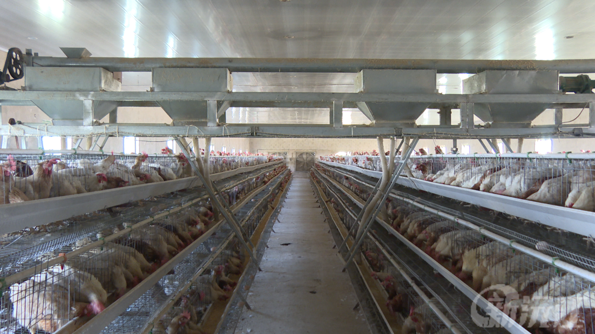 现代化养鸡提效益 村民家门口就业稳增收