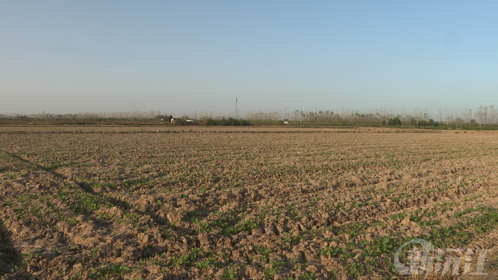 田间指导 “零距离” 茶盘洲镇抓实油菜苗管护