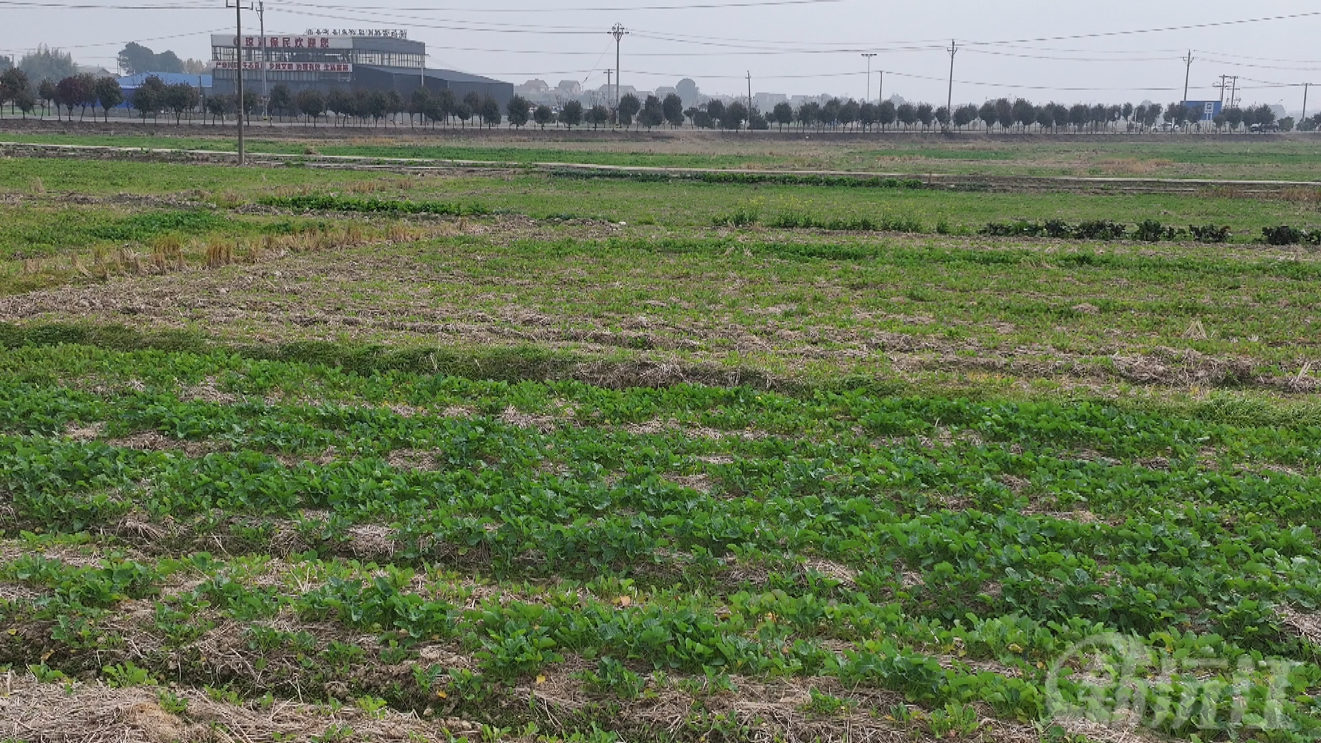 沅江市：降温预警来袭 农技服务护航油菜安全越冬