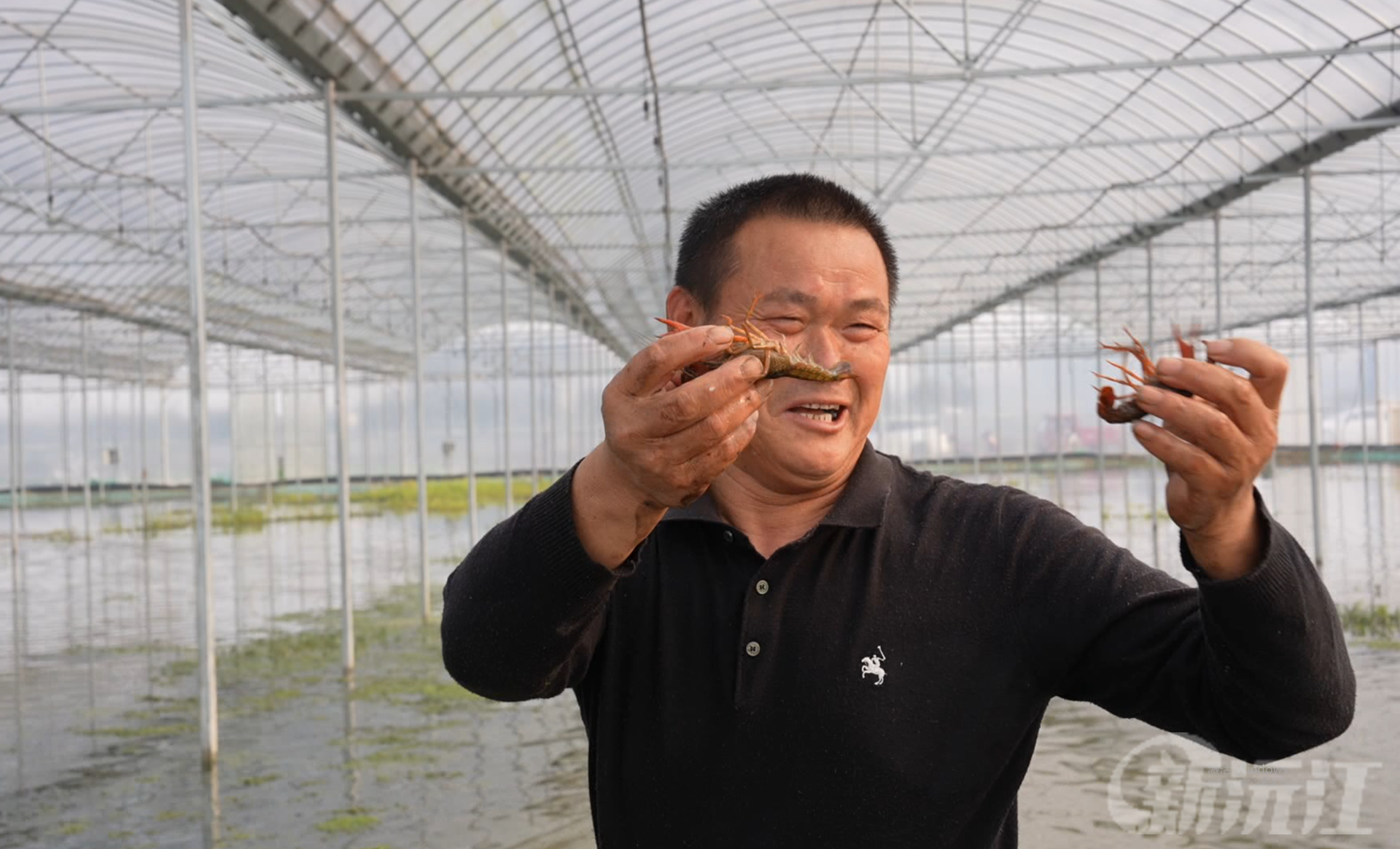 湖南沅江：冬日大棚龙虾欢 沅江创新轮作模式促农增收