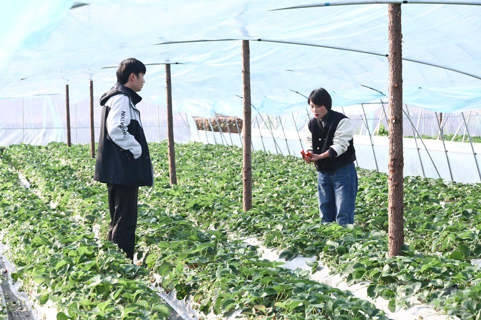 草莓成熟季 果香引客来