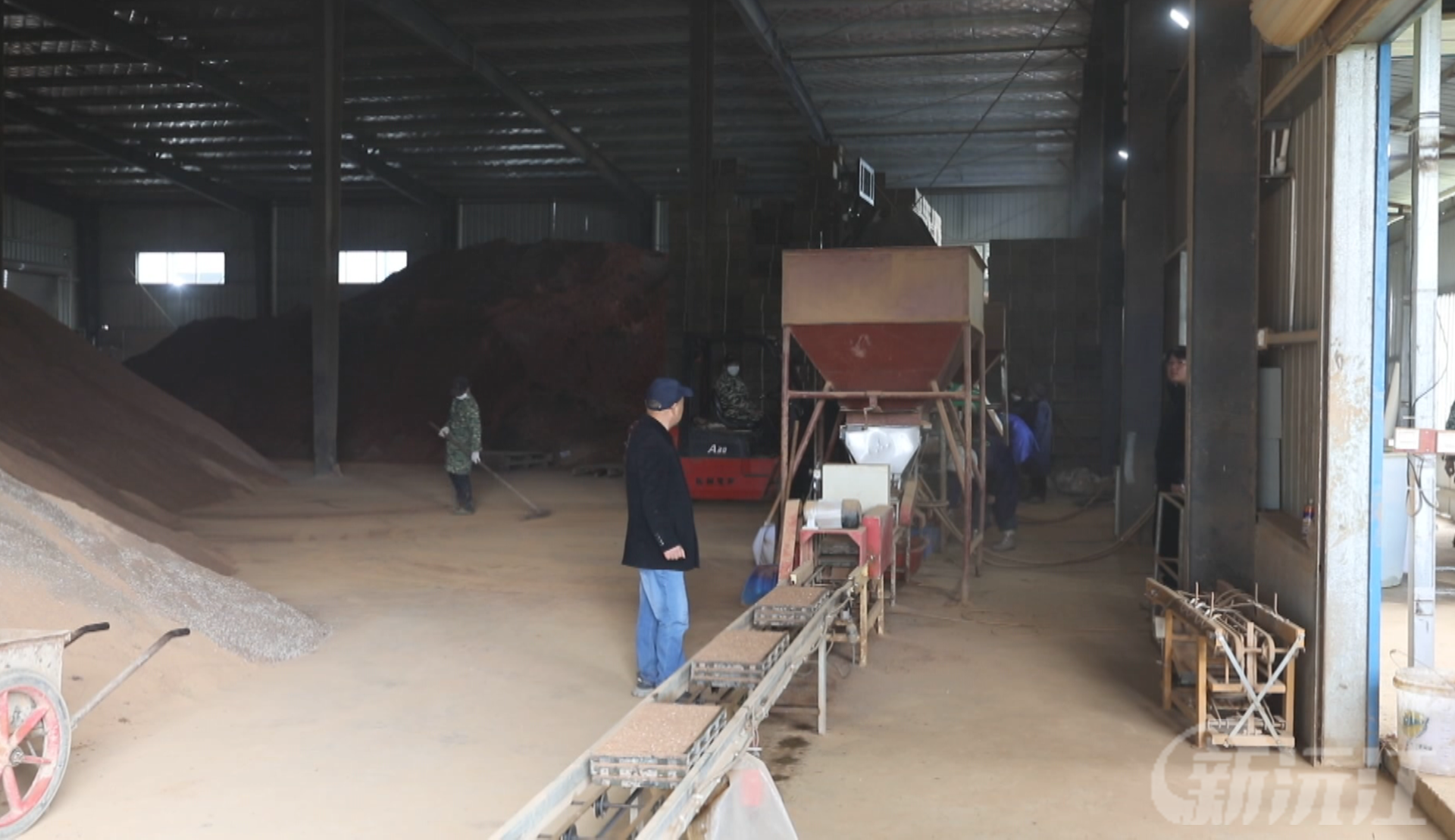 湖南沅江：“废灰”变“肥源” 让秧苗长得更壮实