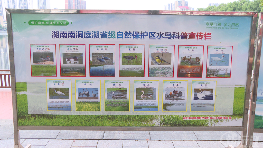 沅江市开展2026年生物多样性保护科普宣传活动
