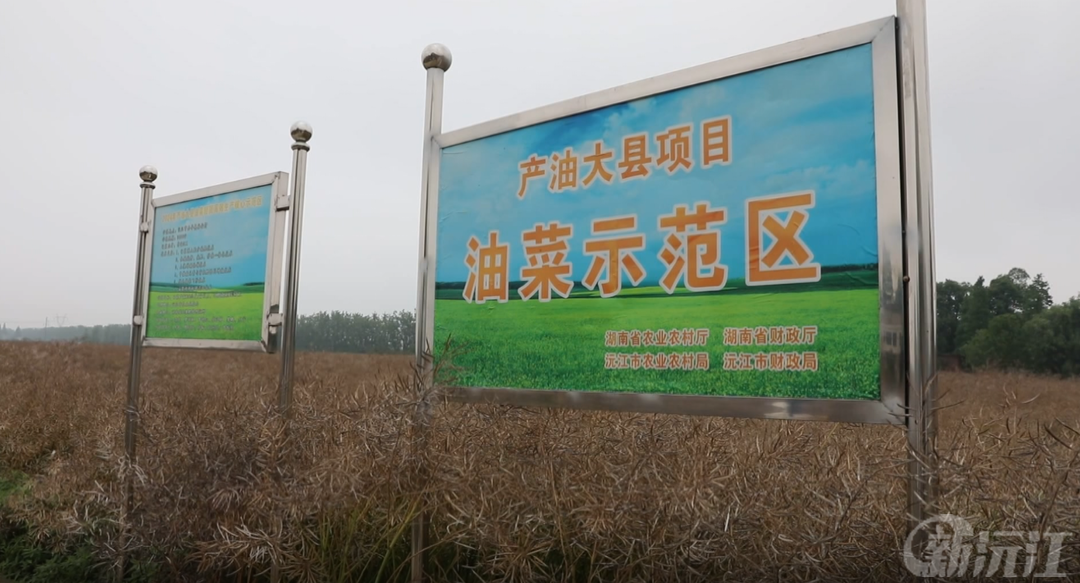 湖南沅江：50.2万亩油菜进入抢收尾声