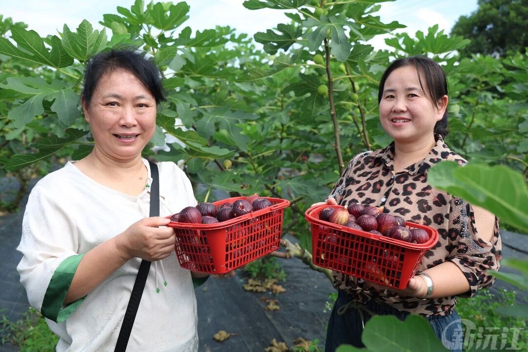 无花果迎丰收 特色采摘受热捧